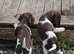 Gorgeous English Springer Spaniel Puppies