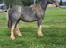 Tgca filly born 20/05/2024