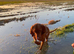 Exceptional Bred Hungarian Vizsla Puppies 1.6% COI--1 Girl Left