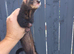 Hob/jill + hutch