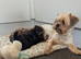 Exceptional Litter of Yorkie-Tzu Puppies &ndash; Champion Bloodlines