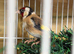 British goldfinch proven pair