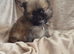 Pomeranian puppies