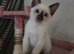 Siamese Seal point male Kitten