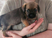 KC Registered SLEM Clear Border Terrier puppies