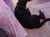 Doberman cross ladador