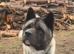 Tyson