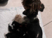 Last Girl Ready to Go Pure Biewer Terrier for sale