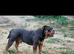 Olde English bulldog cross puppies for sale.