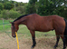 For sale or full loan to move yards with contract in place