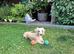 Beautiful KC registered English cream female