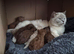 3  fluffy Scottish fold and straight females left