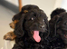 Daxiepoo girls and boys ready for there forever family now