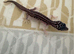 Baby leopard geckos loads of different morphs