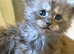 Polly MaineCoon