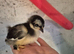 Mix of 4 week old pekin bantams