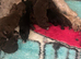 Full Bedlington terrier puppies