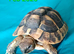 Baby Herman tortoise