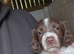 4 beautiful springer spaniel boys