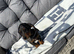 Dachshund