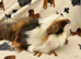 Baby Guinea pigs