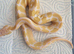 Female enchi albino 100% het piebald