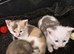 British Shorthair cross Bengal kitten
