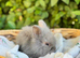 Fluffy baby lionlops *last two of litter left*