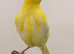2025 proven hen