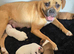 American bulldog puppy