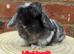 Pure bred pedigreed baby mini lops