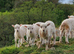 OUESSANT LAMBS BLACK OR WHITE WETHERS AVAILABLE END JULY