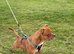 Staffordshire bull terrier - QUALITY STUD - full pedigree - ** champion bloodline**