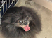Adult female pomeranian
