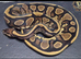 Various Ball Pythons