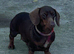 Dashhound