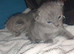 Russian blue kittens