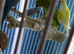 Indian Ringneck parrot