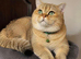 Chinchilla/british shorthair boys kittens