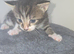 Stunning cross fluffy Bengal kittens