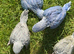 handreared baby ringnecks