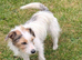 Jack Russell terrier