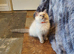 Beautiful GCCF Female Blue Point Ragdoll Kitten.