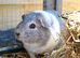 Stunning grey and white guinea pig