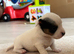 Jack Russell terrier puppies