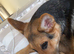 14week old German shepherd