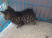 11 week old tabby female kitten