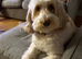 Fb1 cockapoo puppies