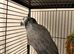 Red factor Afrecan grey
