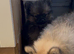 Gorgeous Pom's looking for their forever home